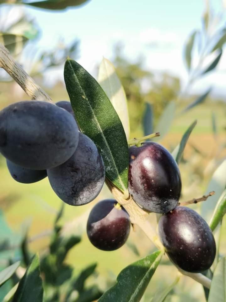 Il Punto Verde Sant'Antonio  Bagian luar foto